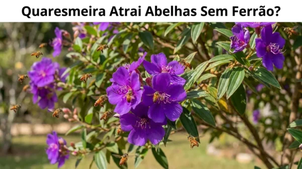 Quaresmeira Atrai Abelhas Sem Ferrão?