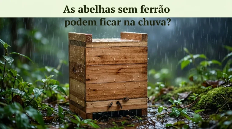 Abelhas Sem Ferrão Podem Ficar na Chuva?