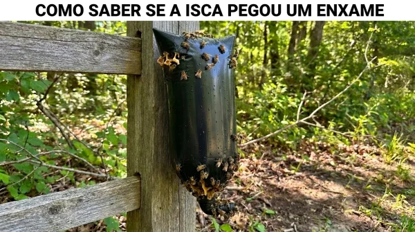 Como Saber se a Isca Pegou uma Colônia de Abelhas