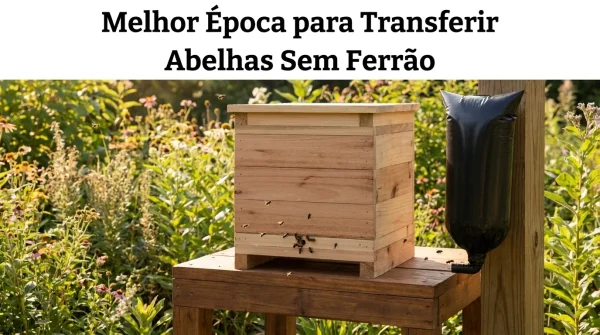 Melhor Época para Transferir Abelhas Sem Ferrão