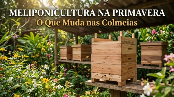 Meliponicultura na Primavera O Que Muda nas Colmeias