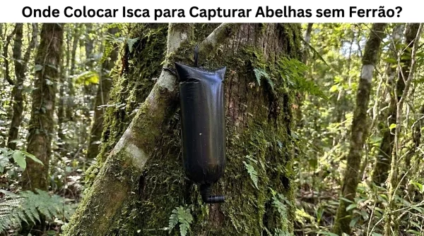 Onde Colocar Iscas para Capturar Abelhas Sem Ferrão?
