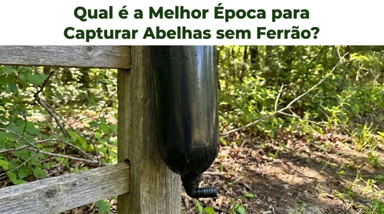 Qual a Melhor Época para Capturar Abelhas Sem Ferrão