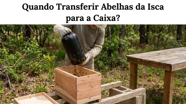Quando Transferir Abelhas da Isca para a Caixa?