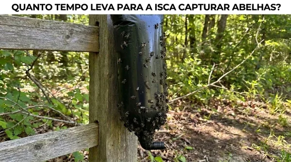 Quanto Tempo uma Isca Leva para Capturar Abelhas?