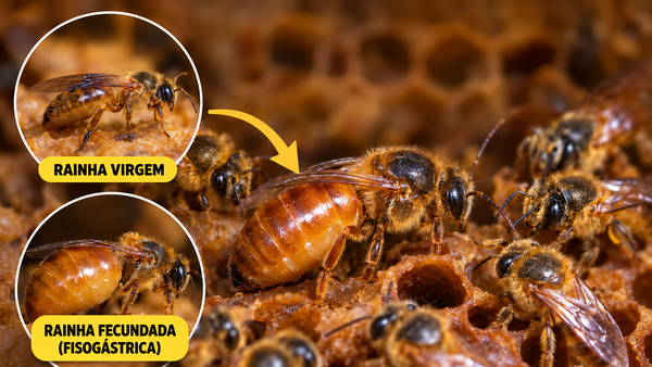 Como Saber se uma Rainha de Abelha Sem Ferrão Foi Fecundada