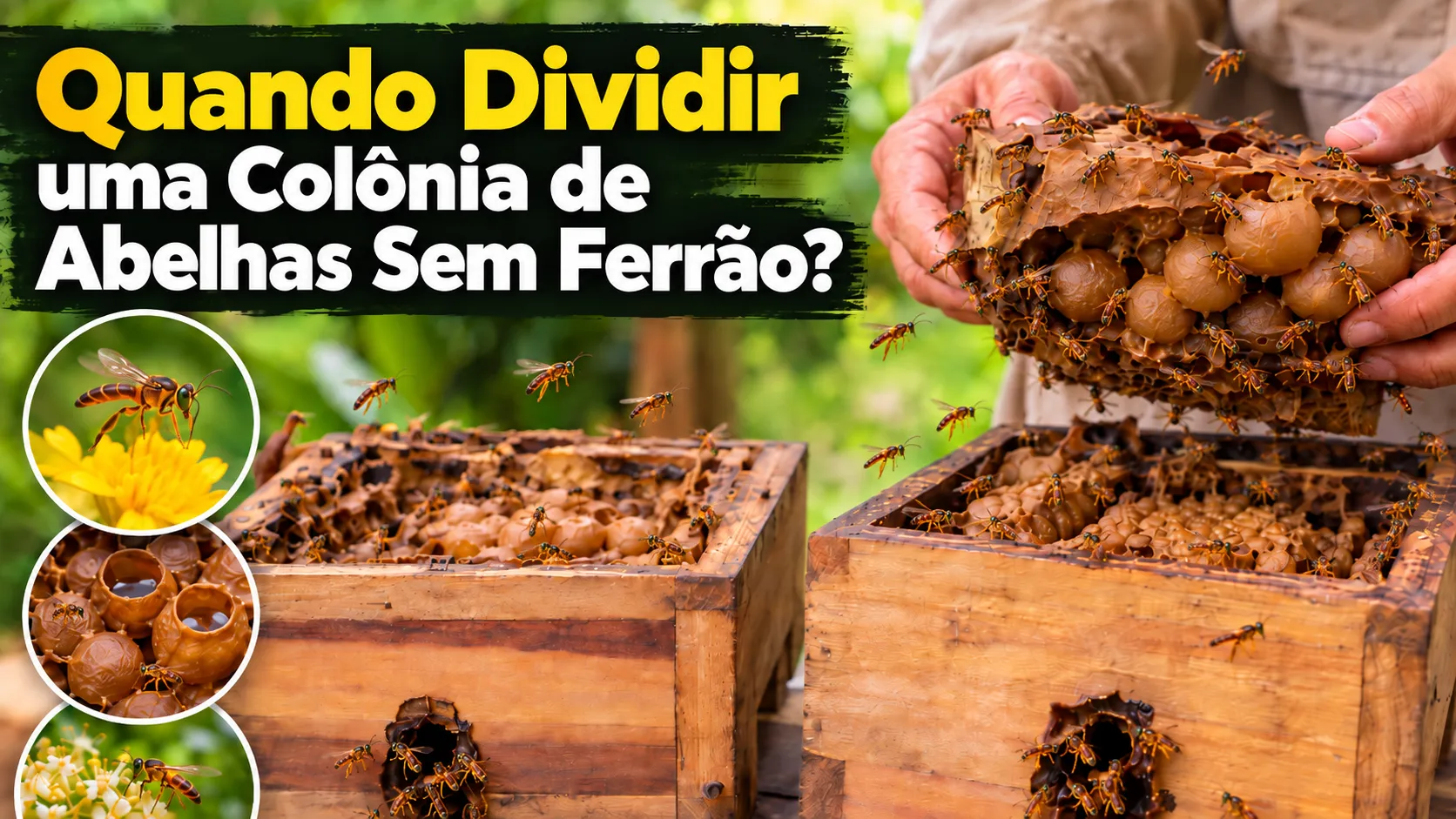 Quando Dividir uma Colônia de Abelhas Sem Ferrão?